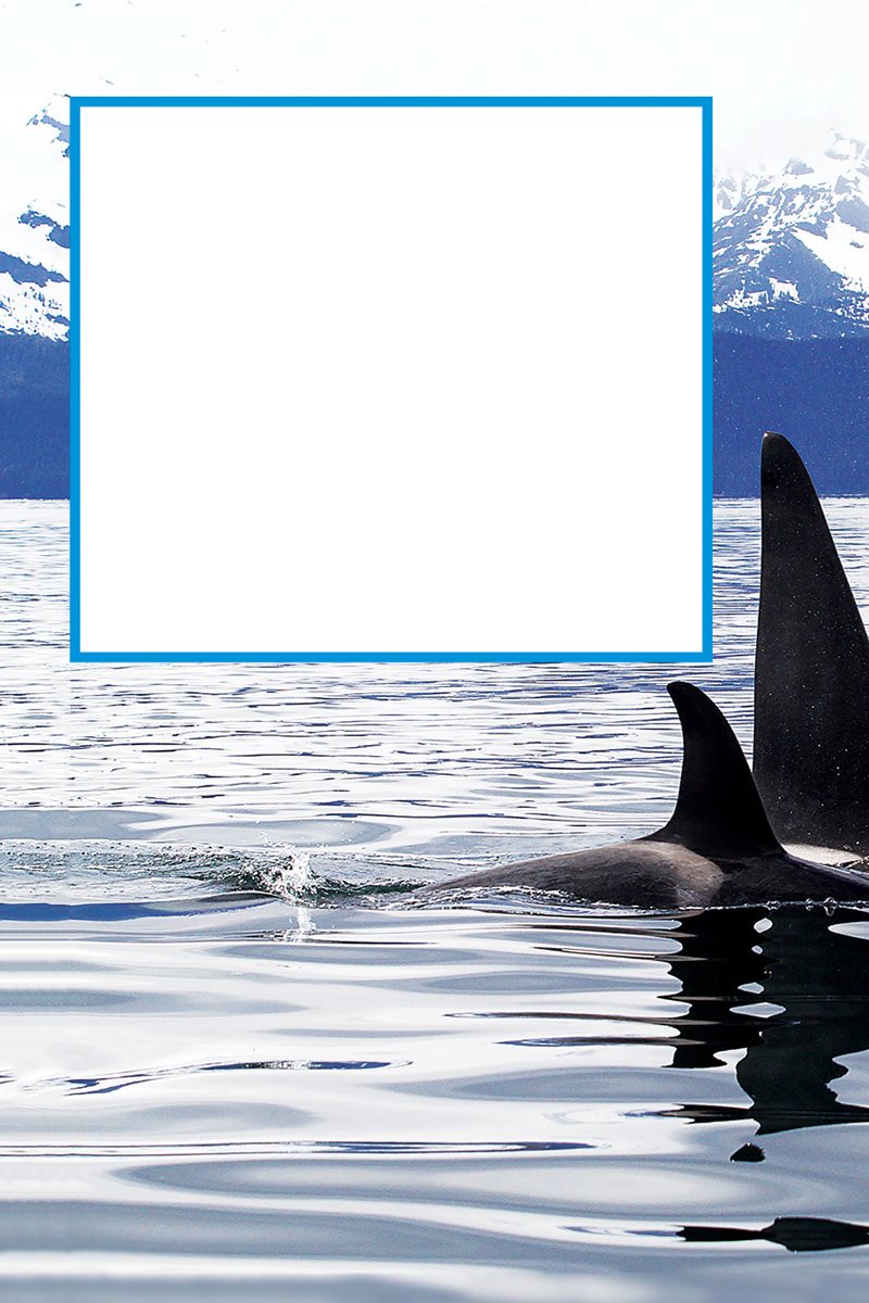 How would you talk Orcas talk with clicks They also whistle and squeak - photo 17