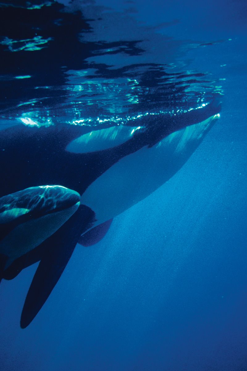 Orca calves have a full set of teeth when they are born Each tooth is long - photo 22