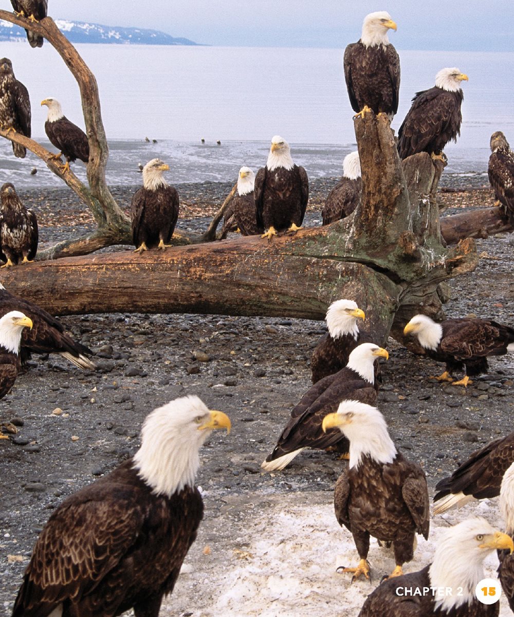 eagle release The laws helped Many eagles are now in People cannot - photo 15