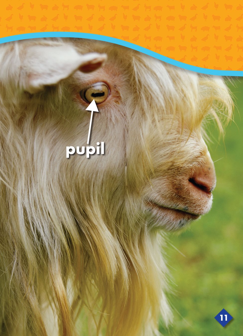 Both male and female goats may have beards - photo 15