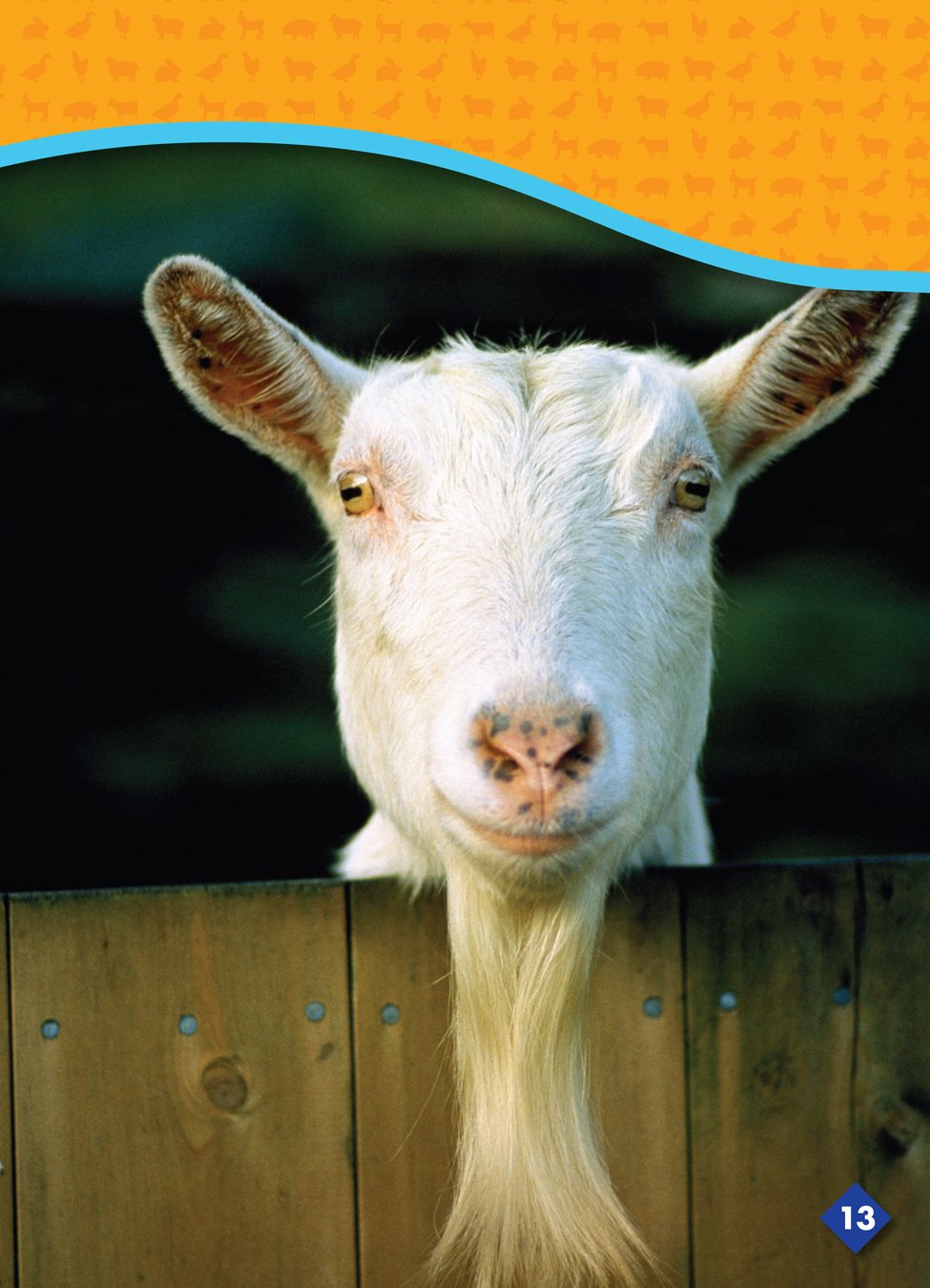 Some goats have very long hair People can make sweaters from goat hair - photo 17