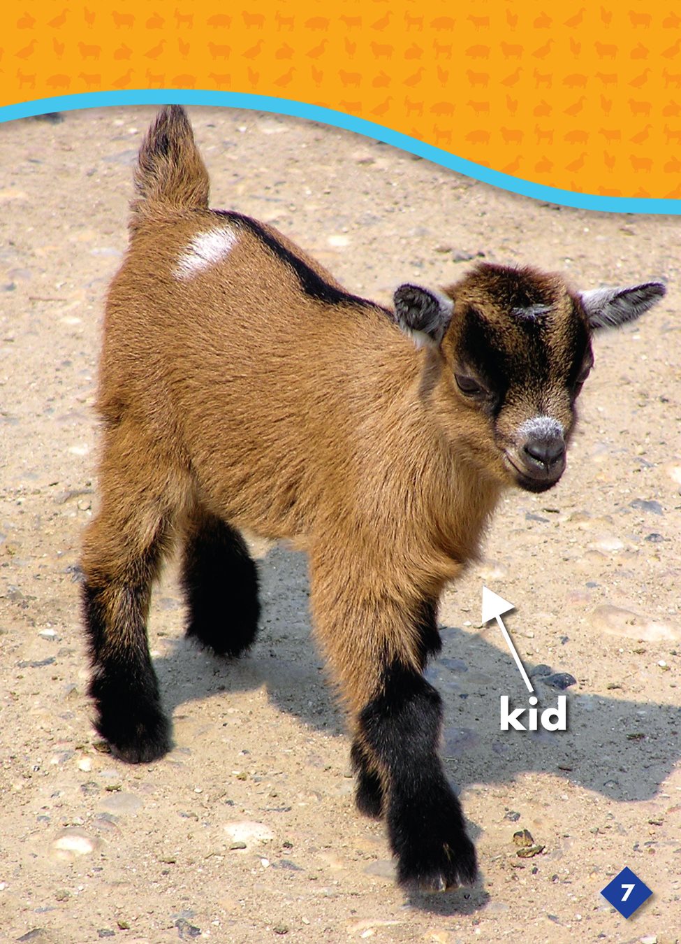 A male goat is a billy goat a male goat or a buck a male goat - photo 8