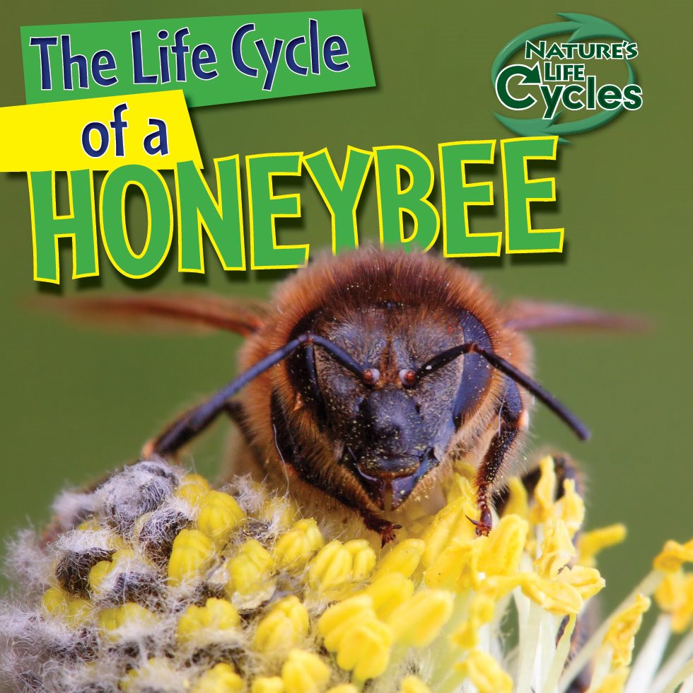 The Life Cycle of a HONEYBEE The The Life Cycle of a - photo 1