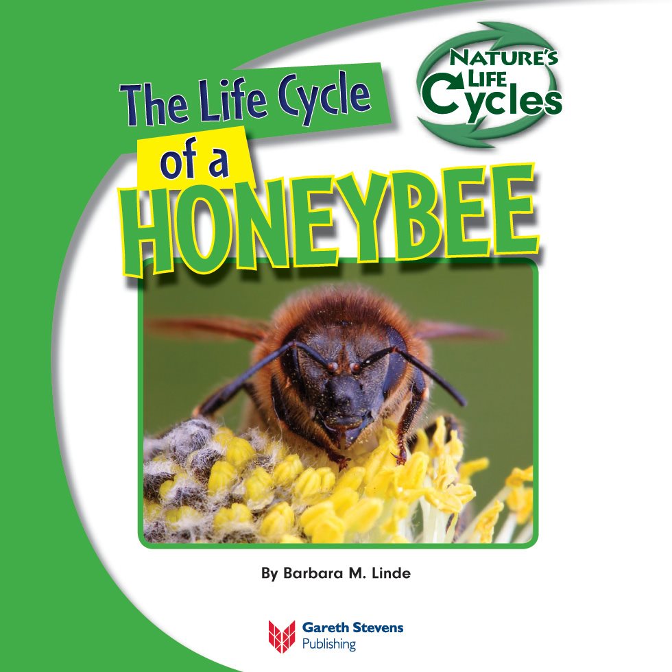 The Life Cycle of a HONEYBEE By Barbara M Linde Please visit our - photo 3