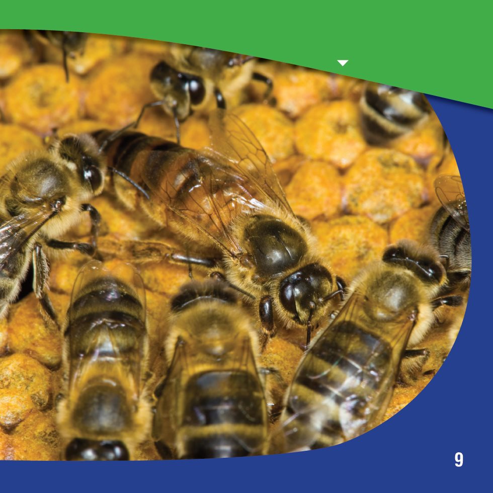 The queen bee is in the middle with workers around her Egg to Larva - photo 11