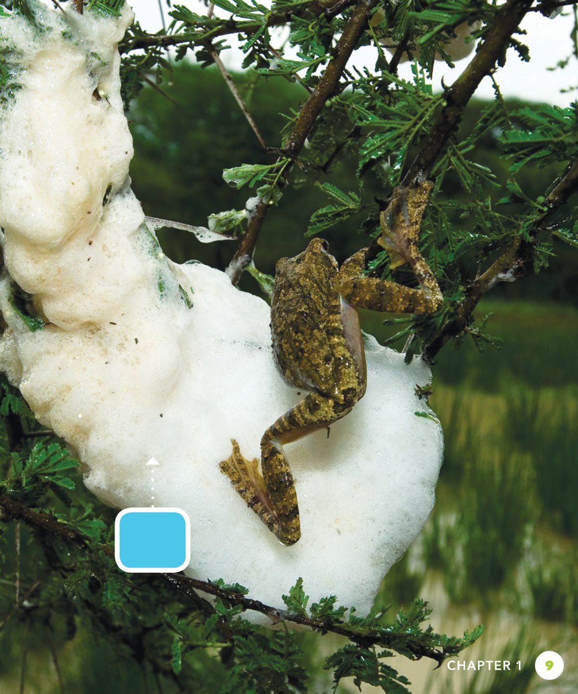 foam nest CHAPTER SWIMMING TADPOLES Inside each egg the embryo - photo 9