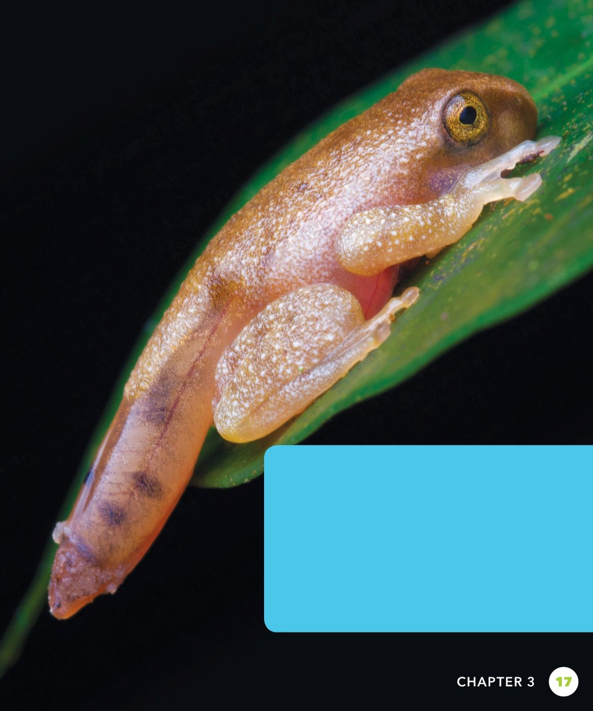 The tadpoles have been growing for weeks They are now froglets They - photo 17