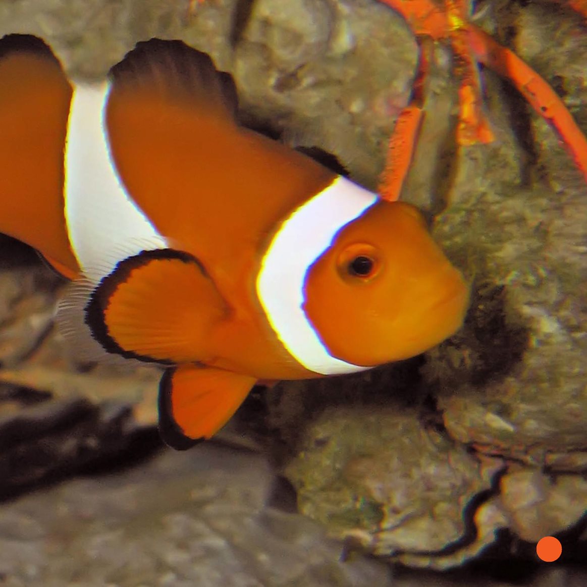 The clownfish swims home He lives in an anemone Anemones use - photo 7