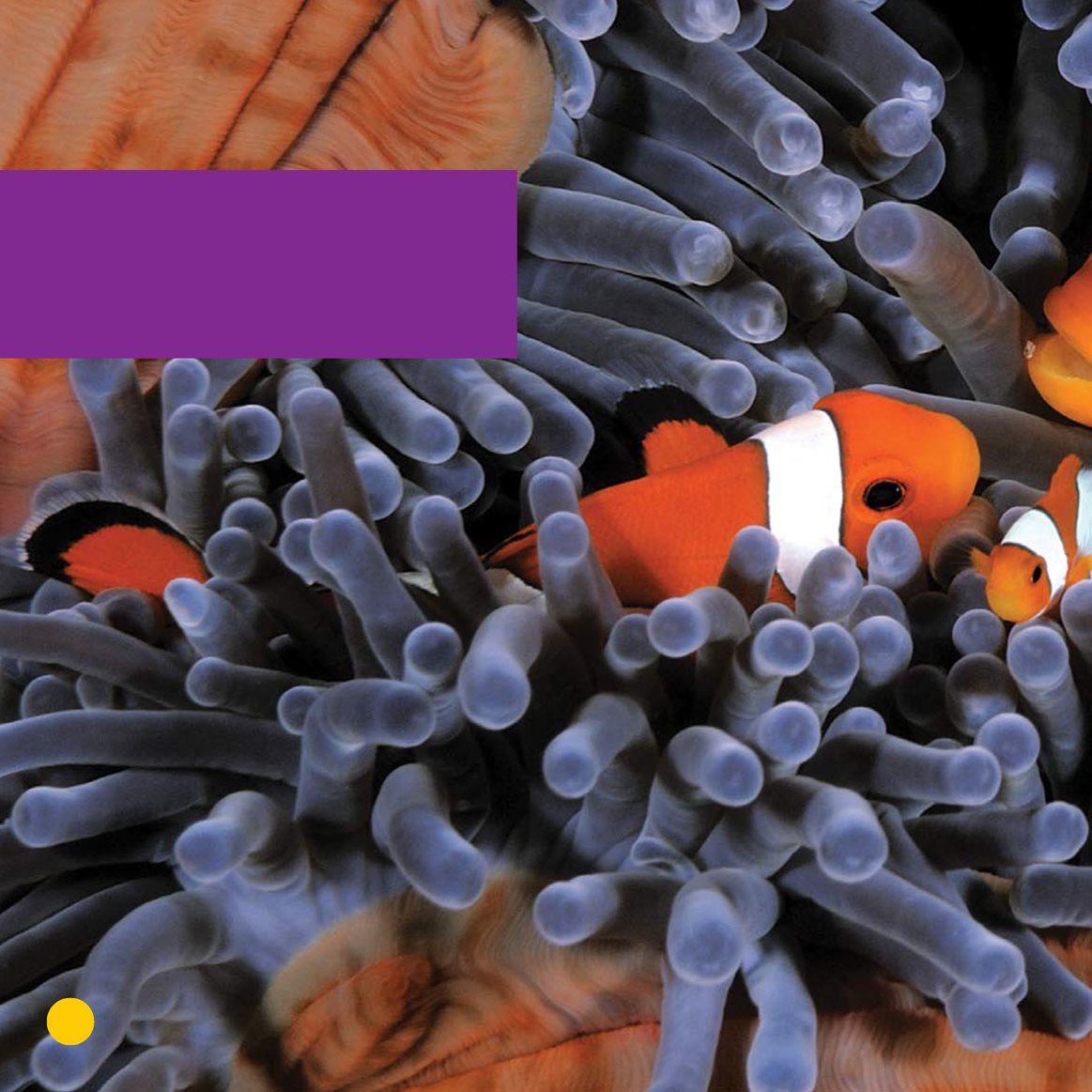 Clownfish do not get stung They have special slime on their scales - photo 10