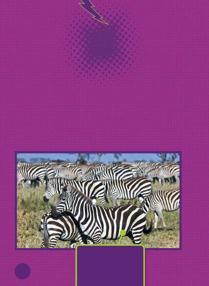 Life on the Plains Baby zebras have to learn quickly to survive in - photo 10