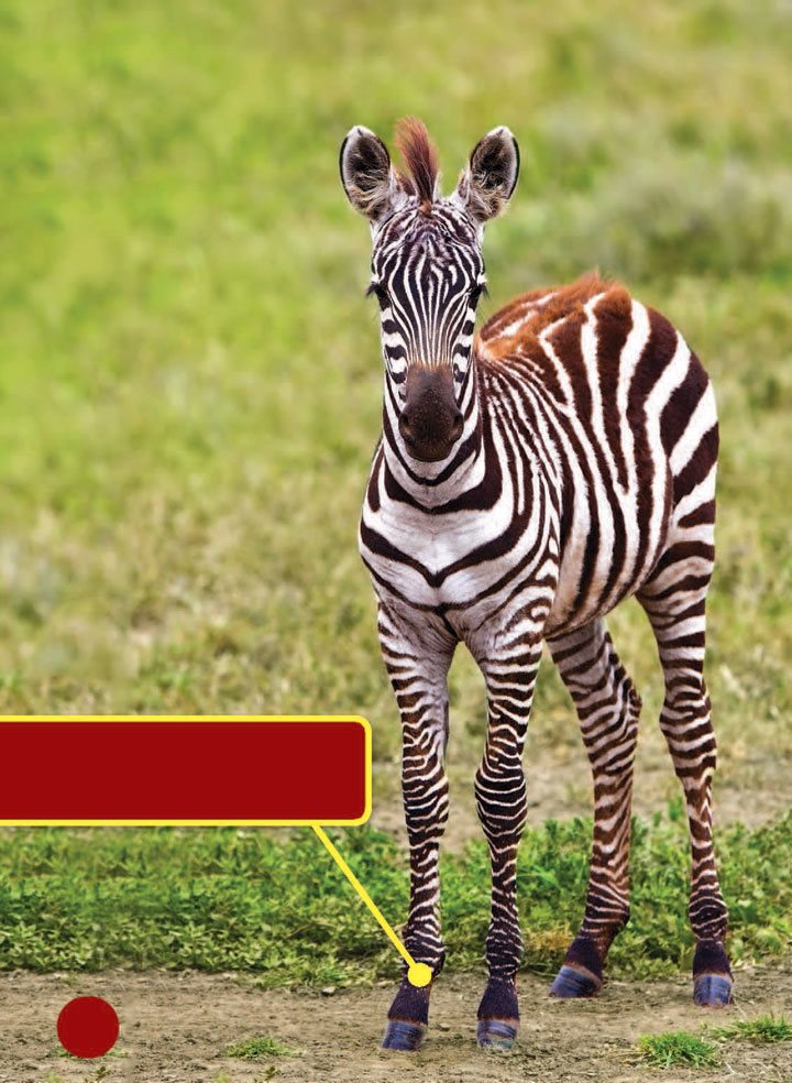 Zebra foals can gain up to pound 05 kg each day That is as much - photo 12