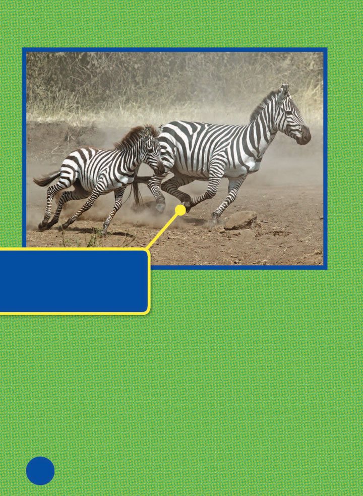 Zebras can run fast when they need to Zebras form circles around the - photo 14