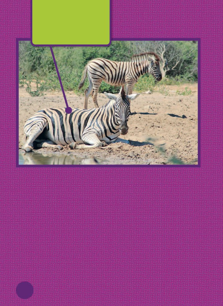 Some zebras stay in one place to graze and rest Some young zebras live - photo 18