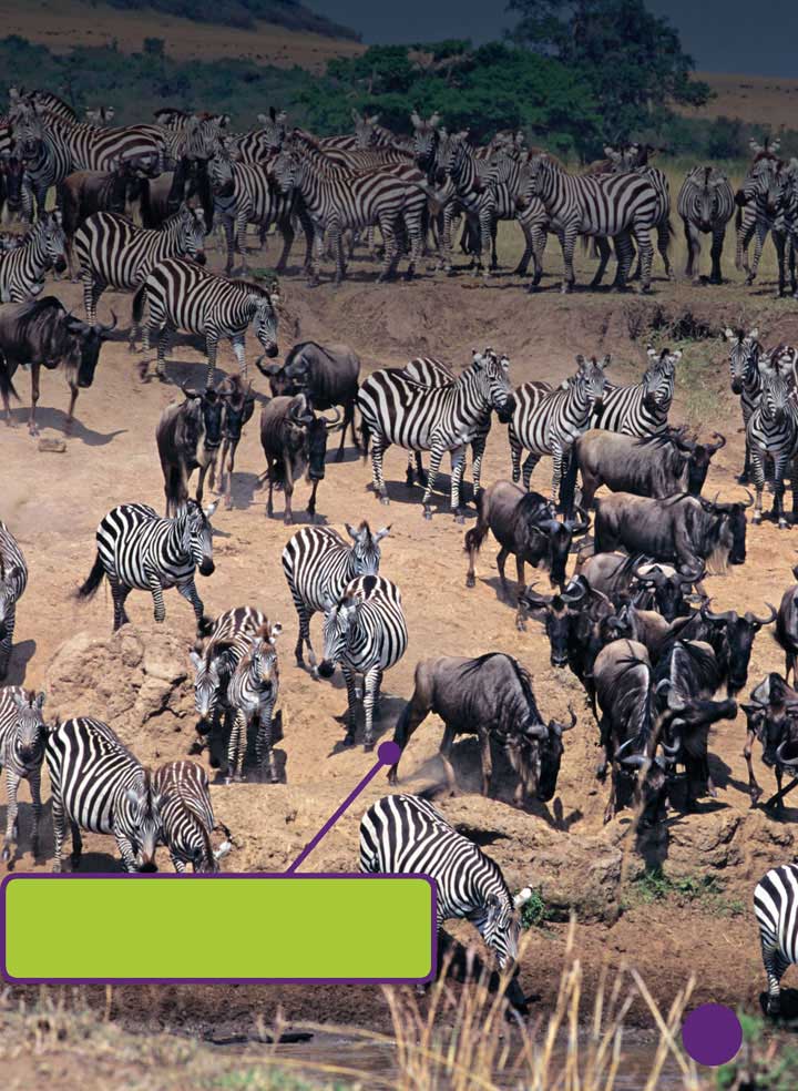 When zebras migrate small groups come together to form large herds The - photo 19