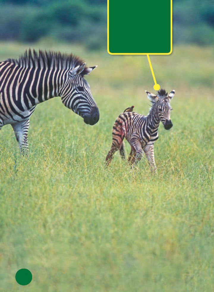 Foals can walk and run within one hour of being born Zebra foals are - photo 6