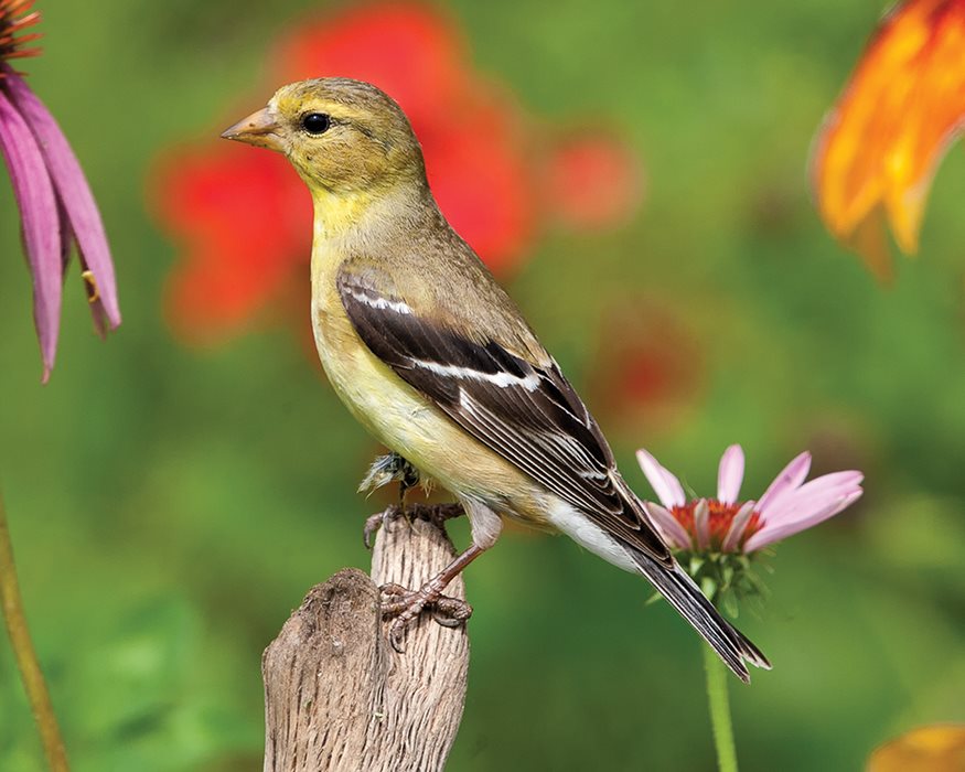 female FACTS Relative Size the American Goldfinch is the same size as most - photo 5