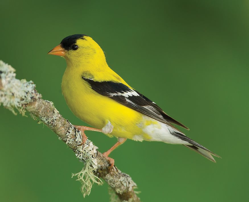 male female FACTS Relative Size the American Goldfinch is the same size as - photo 4