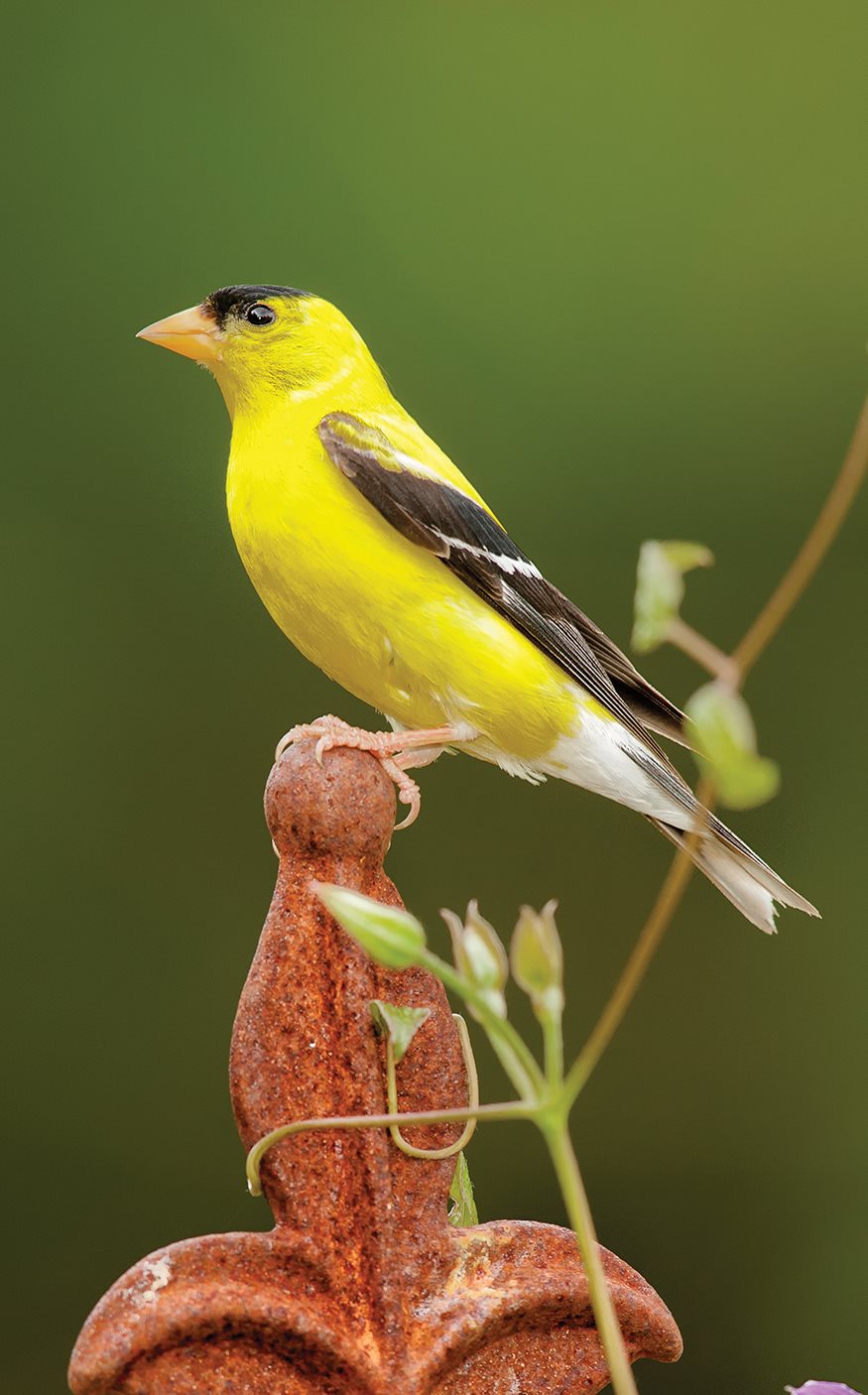 All About Finches The American Goldfinch is one of our favorite backyard birds - photo 3