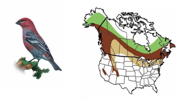 Pine Grosbeak Lawrences Goldfinch Cassins Finch RANGE HABITAT The range - photo 17