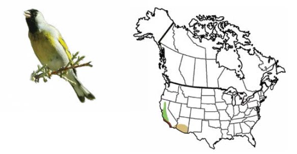Lawrences Goldfinch Cassins Finch RANGE HABITAT The range of the American - photo 18