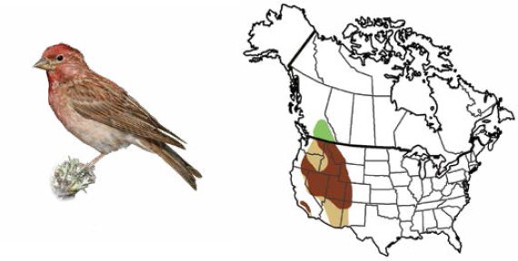 Cassins Finch RANGE HABITAT The range of the American Goldfinch is - photo 19