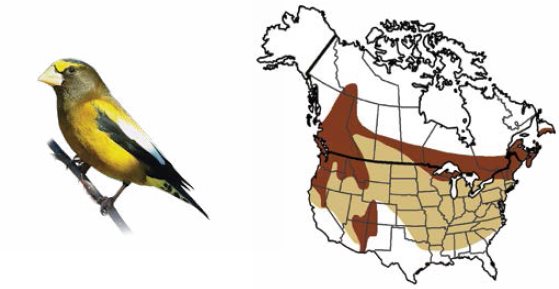 Evening Grosbeak Lesser Goldfinch Gray-crowned Rosy-Finch - photo 10