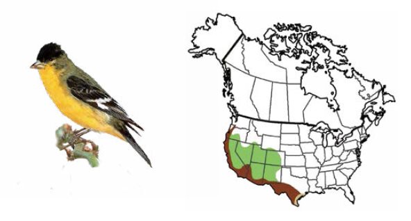 Lesser Goldfinch Gray-crowned Rosy-Finch Purple Finch Pine - photo 11