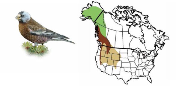 Gray-crowned Rosy-Finch Purple Finch Pine Siskin Hoary Red - photo 12