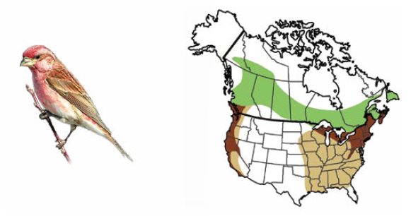 Purple Finch Pine Siskin Hoary Redpoll White-winged Cross - photo 13