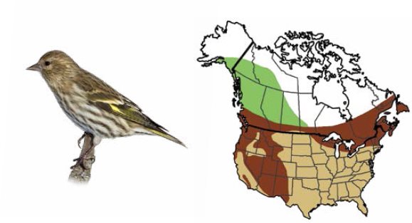 Pine Siskin Hoary Redpoll White-winged Crossbill Pine Gr - photo 14