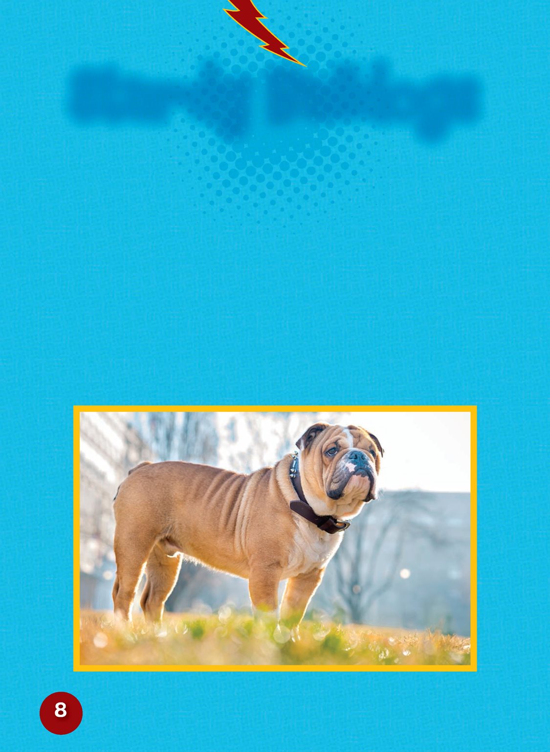 Sturdy Bulldogs The American Kennel Club AKC groups similar kinds of - photo 10