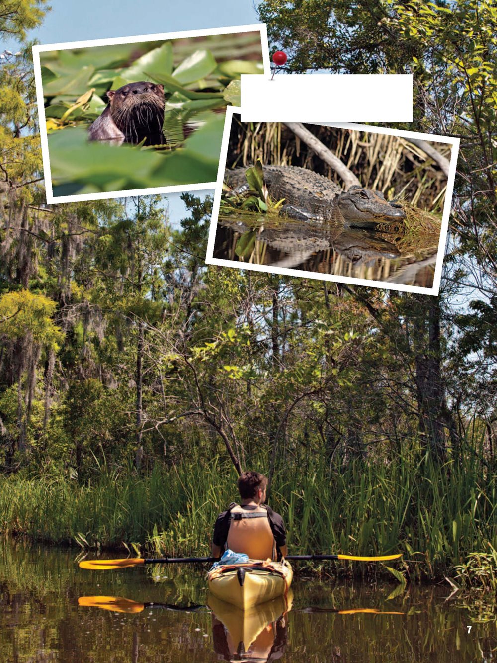 You might see otters left or alligators below lurking in the dense - photo 7