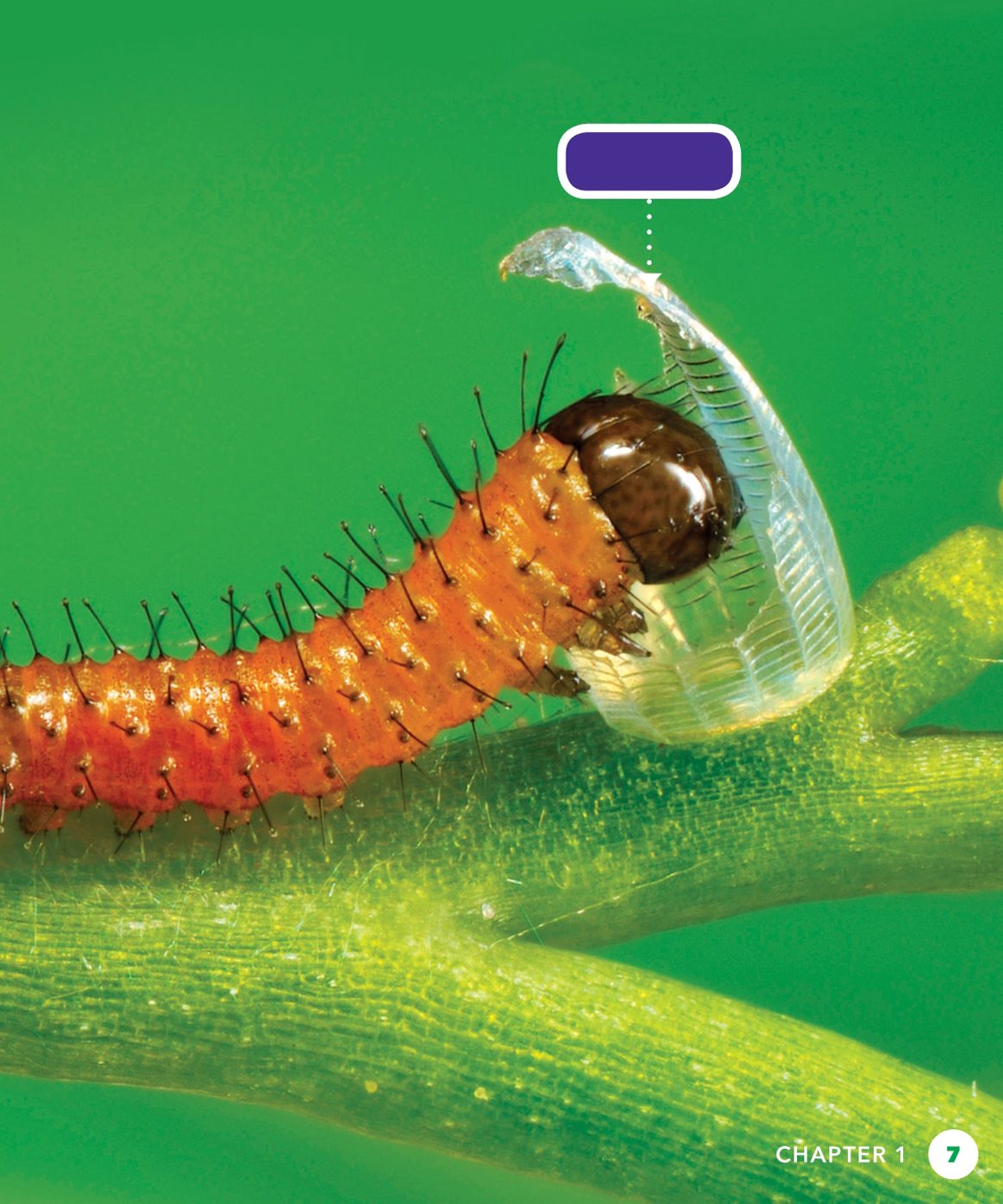 eggshell Caterpillars come in many colors They can be fuzzy or hairy - photo 7