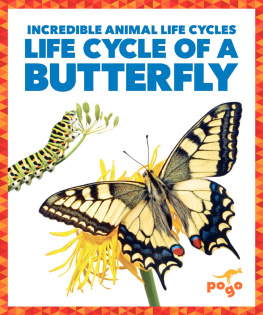 Karen Latchana Kenney Life Cycle of a Butterfly