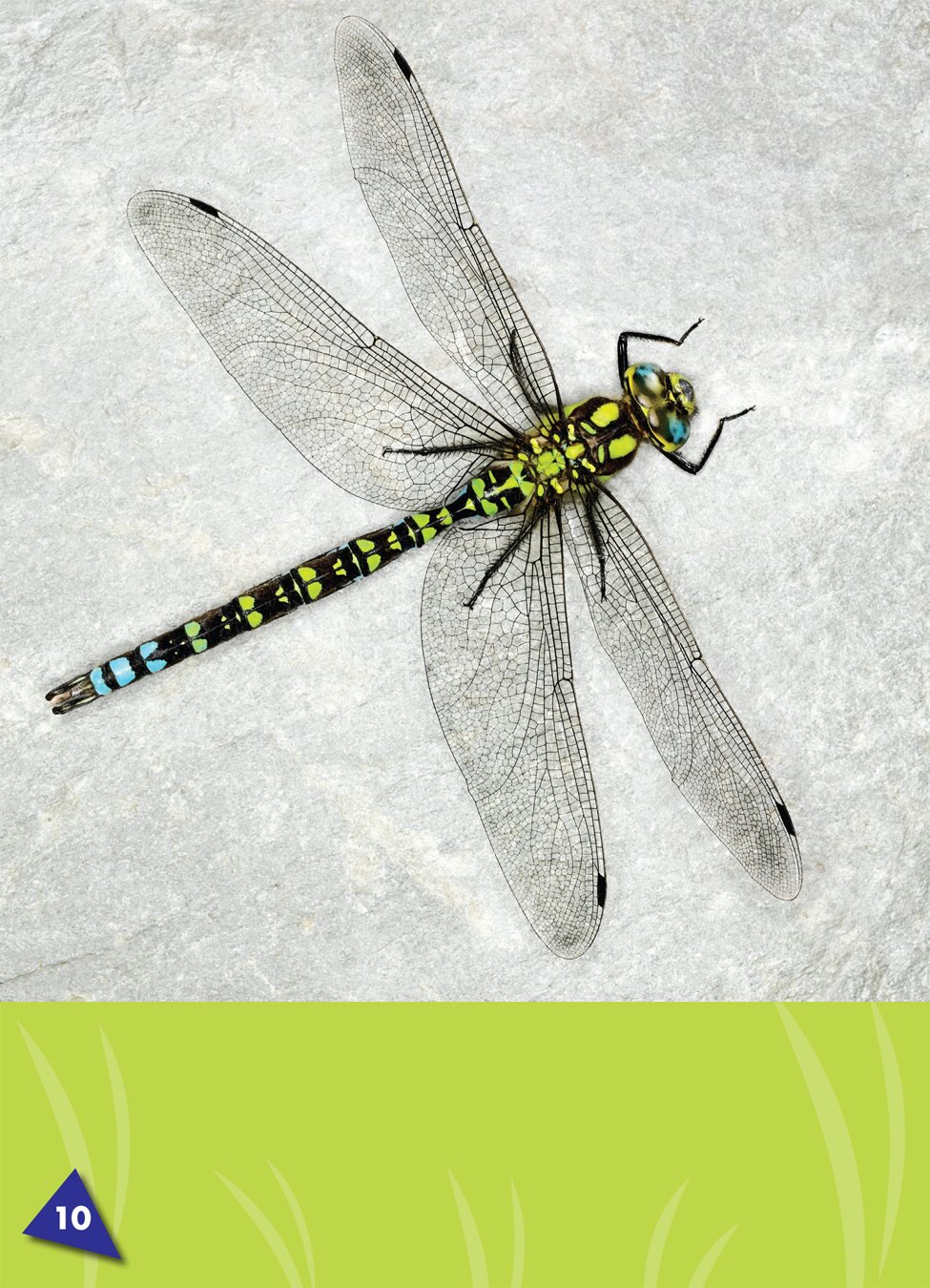 A dragonfly has six legs But most dragonflies do not walk They stand - photo 12