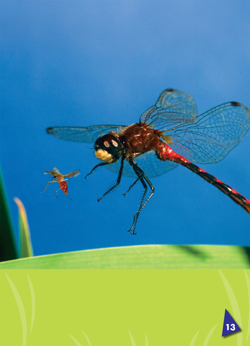 They use their jaws to catch and eat small insects Dragonflies do not bite - photo 16