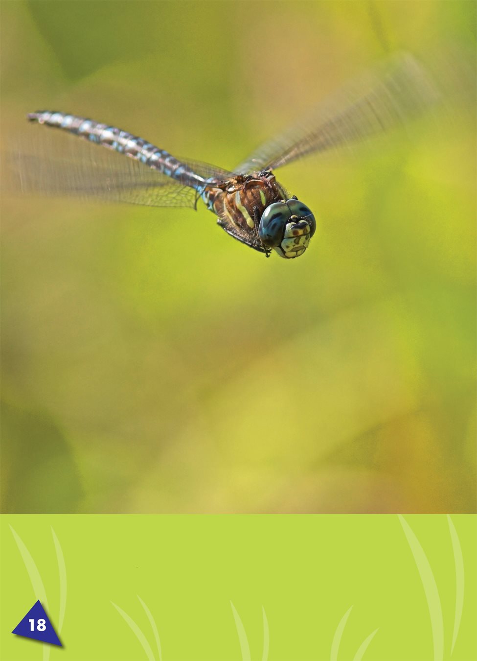 Dragonflies can hover to stay in one place in the air in place like a - photo 22