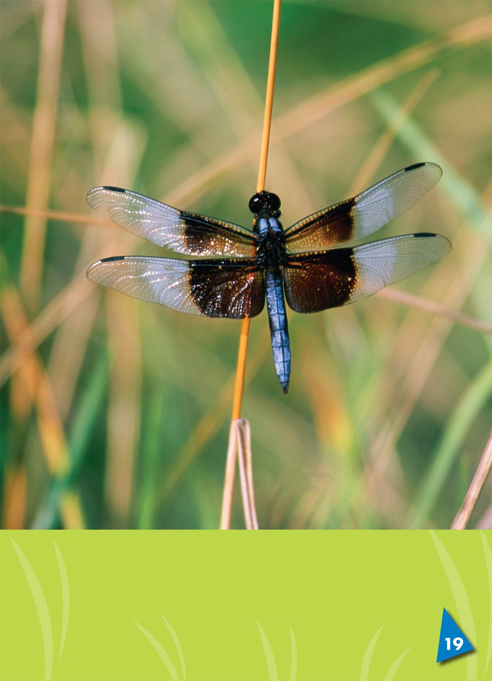 They can even fly backward Then dragonflies must rest This dragonfly - photo 24