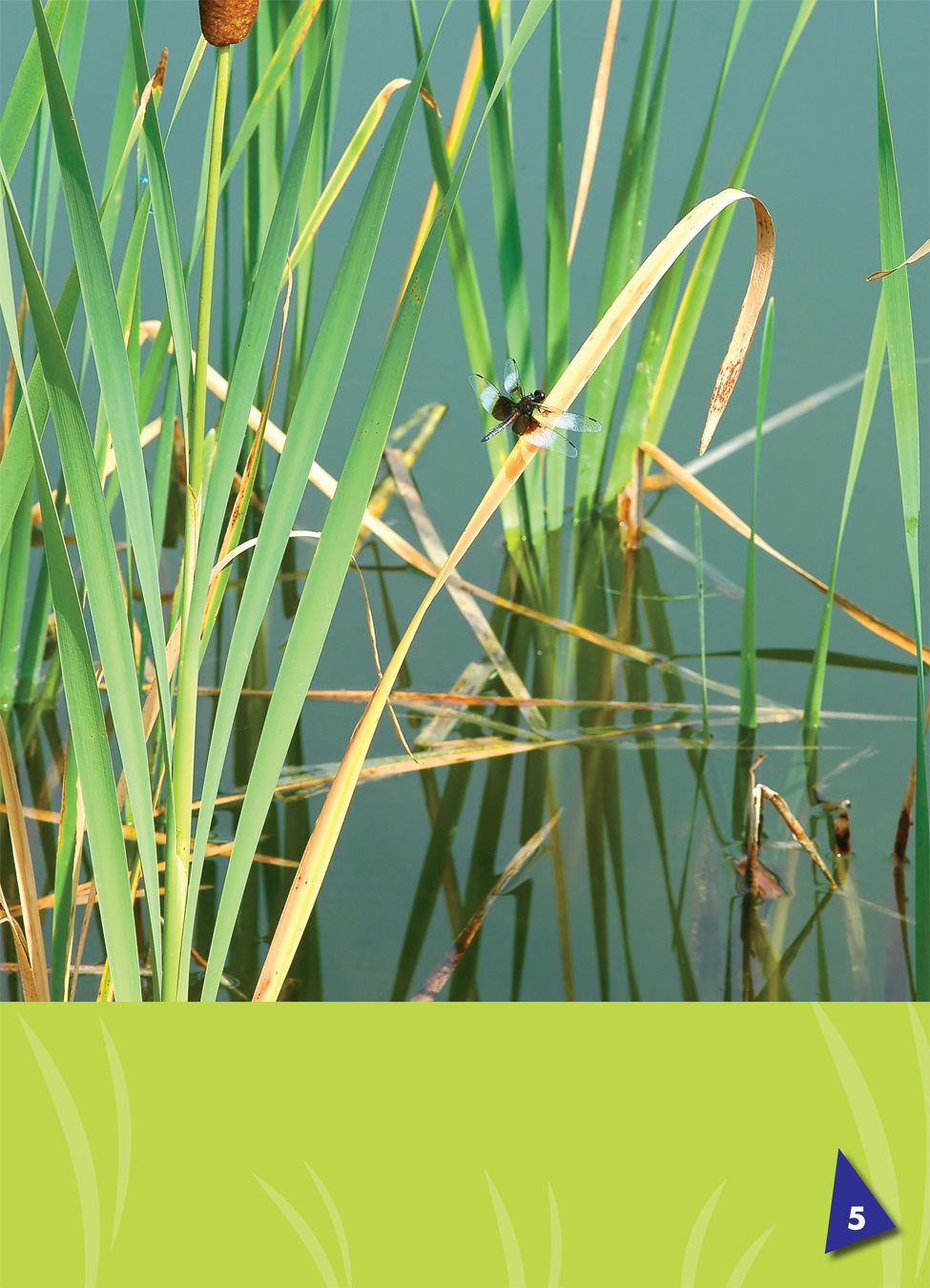 Dragonflies live near streams lakes and ponds A dragonfly has a - photo 6