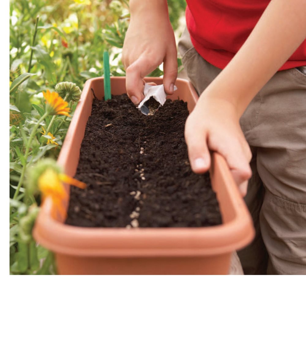 Seeds need water and soil to grow Seeds crack open in the ground - photo 7