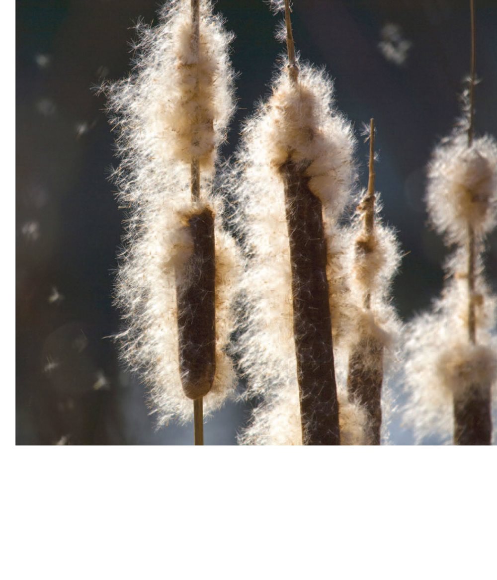 Seeds are also blown by wind and moved by water Seeds grow in - photo 13