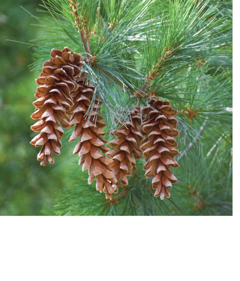 Seeds grow in pinecones Plums have large seeds inside called pits - photo 14