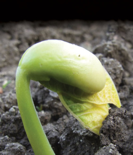 Kristin Sterling Exploring Seeds