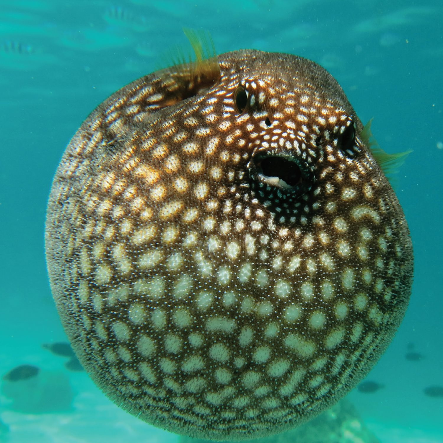 Puffer sh take in water to swell their bodies like balloons making them hard - photo 11