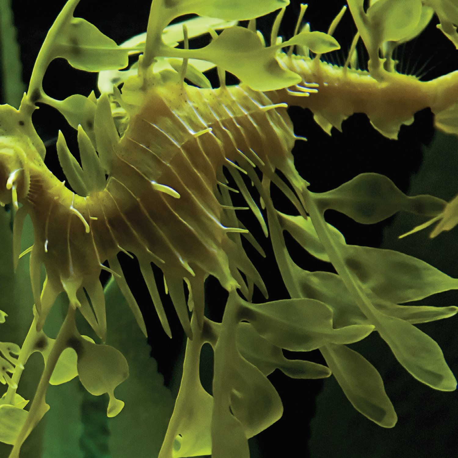 Leafy sea dragons sway among sea grasses Fish have special body - photo 15