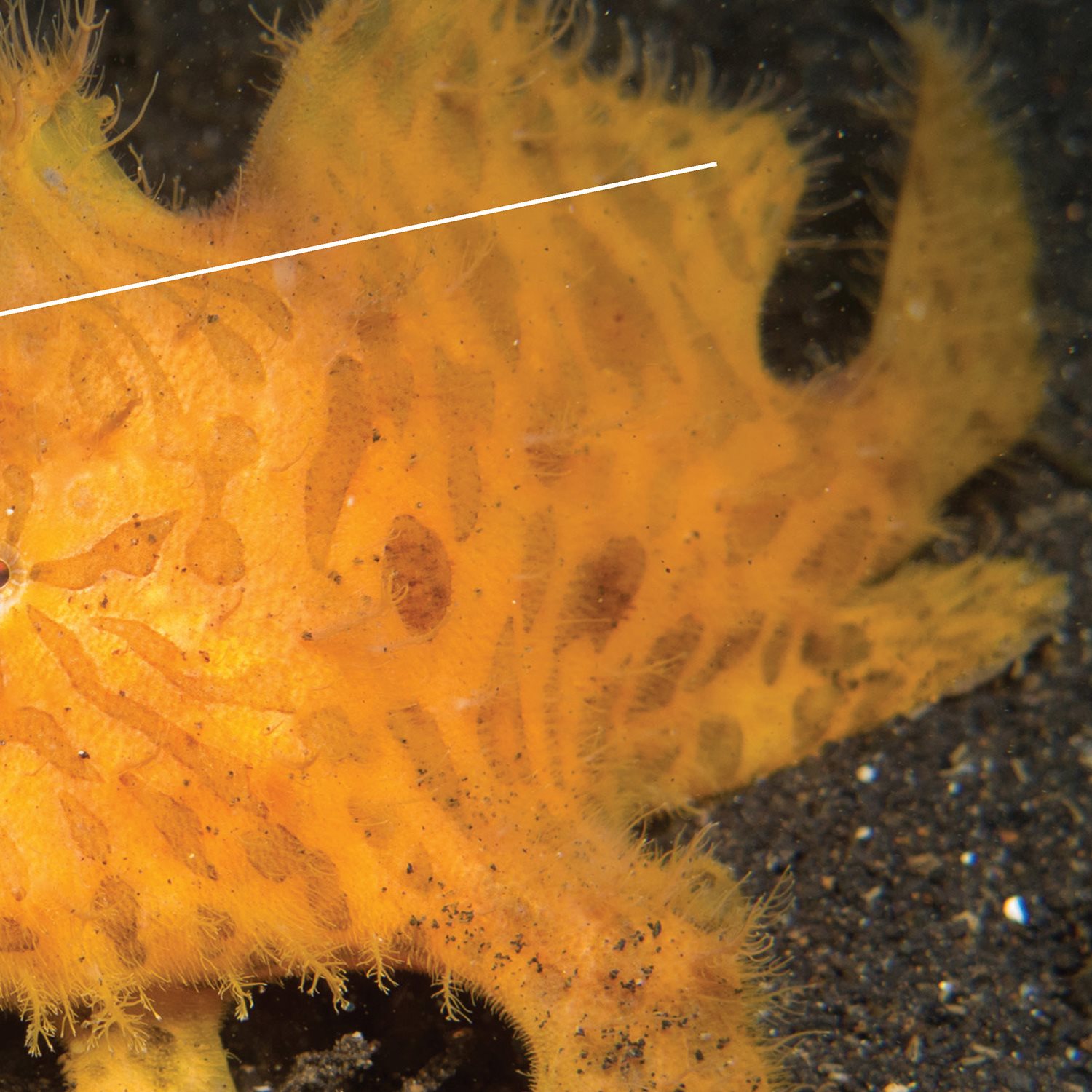 Hairy frogsh are covered in hair - like spines They attract prey by waving a - photo 19