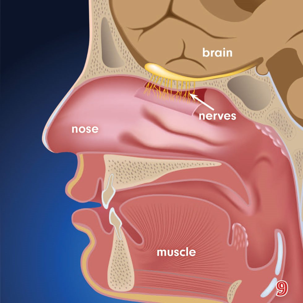 nose brain nerves muscle Let It Out Moments before a sneeze - photo 11