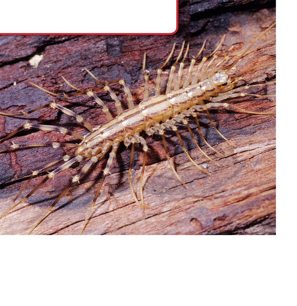 Centipede Bodies Centipedes have long hard bodies with many legs - photo 4