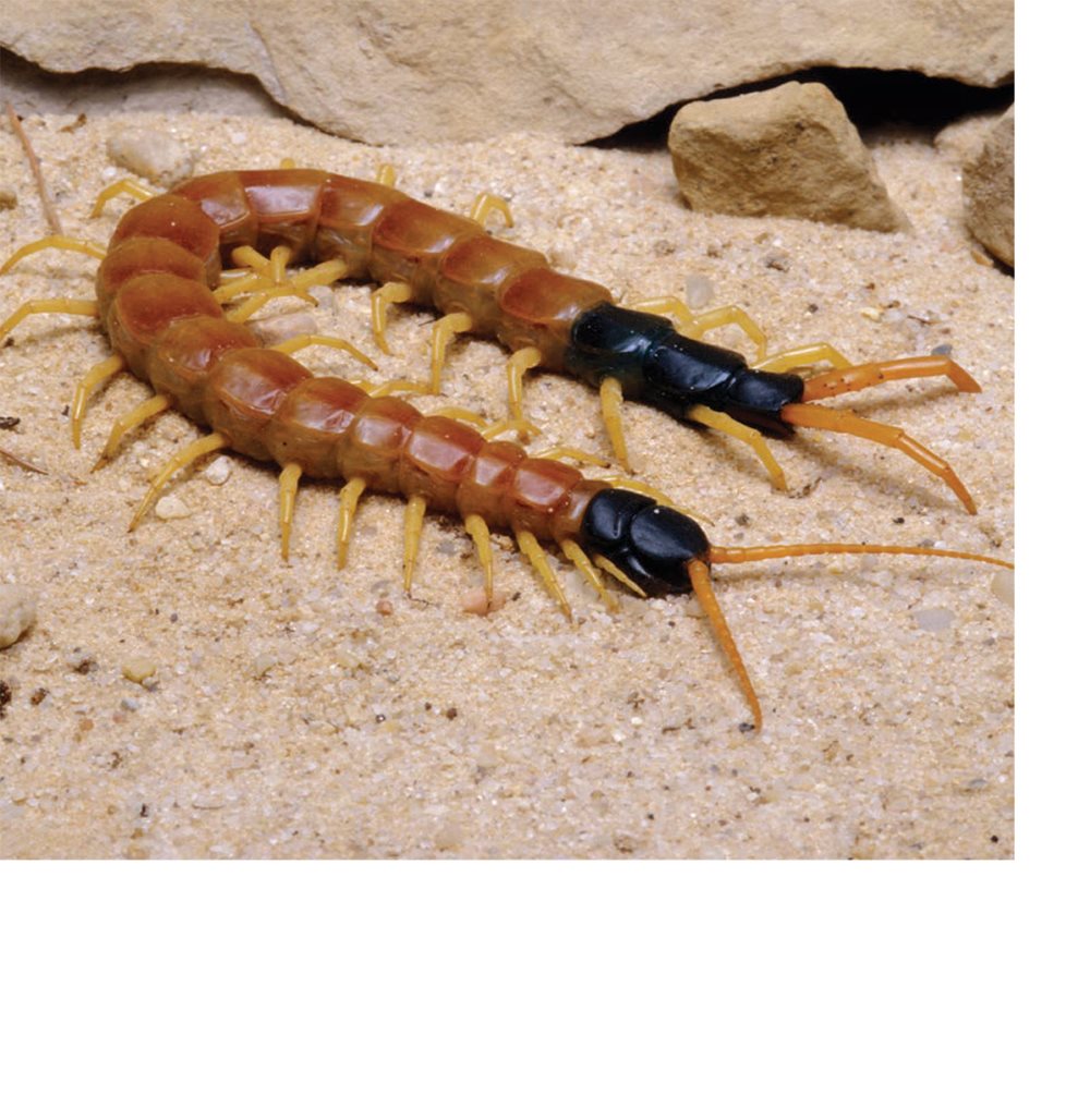 The segments allow the centipedes hard body to bend Each segment has - photo 6