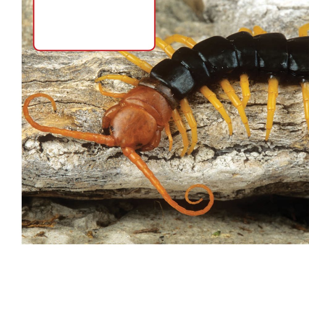 Each segment has two legs Feelers called antennae help this centipede - photo 7